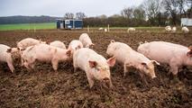 German pig farmers demand perspective from agriculture minister