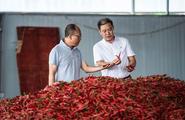 Chili industry boosts SW. China Guizhou's economy