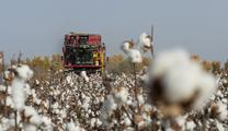 Xinjiang sees bumper cotton harvest this year 