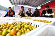 China strives to make food system greener, more sustainable: official