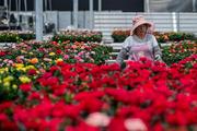 China's Yunnan Province sees blooming flower export in 2021