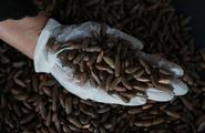 Feature: China's love of pine nuts helps Afghan exporters