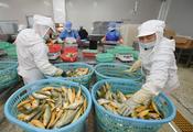 High-yield smart fish farming ship undocks in east China