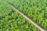 China's forestry industry output to reach 9 trln yuan by 2025