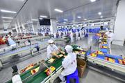China's food industry records steady growth in production, sales