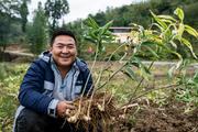 Traditional Chinese medicine bolsters rural development in Yunnan