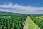 Chinese bank ups loan support for forest carbon sink capacity