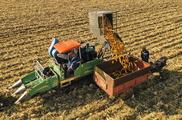 China's grain output expected to remain stable: report