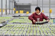 Economic Watch: China's appetite grows for ready-made dishes