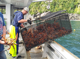 Interview: New Zealand's lobster export benefits from upgraded FTA with China despite COVID-19