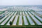 Interview: China's agricultural sector remains stable despite challenges: official