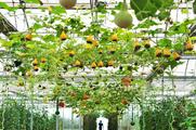 Agreement to build China-Brazil agricultural industrial park signed
