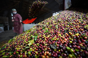 Across China: China-Laos Railway facilitates coffee beans export