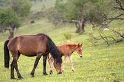 China's first int'l journal on grassland science starts publication
