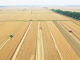 China Focus: Summer harvest progresses in full swing to ensure food security