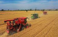 BRICS countries should cooperate on food security: Chinese official