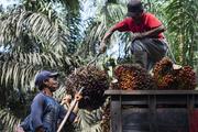 China's expansion of palm oil imports to boost Indonesia's export values: minister