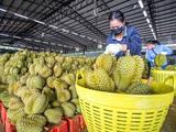 RCEP facilitates ASEAN products' access to Chinese market