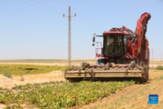 Chinese well drilling firm helps turn Egypt's desert into green farmland 