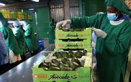Kenya targets 100,000 tonnes of avocado exports to China annually 