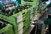 Kenya commences shipment of fresh avocados to Chinese market