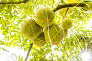 Fresh Vietnamese durians imported to China