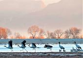Tibet spends 12.7 bln yuan on ecological protection over decade