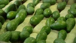 GLOBALink | Kenyan avocados to be showcased at import expo in China's Shanghai