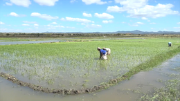 GLOBALink | China-aided training program benefits Malawian rice production
