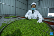 Farmers benefit from tea industry in Pu'an County, SW China