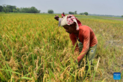 Cambodia earns 77.4 mln USD from milled rice export to China in first 5 months