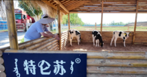 British online content creator impressed by achievements of Chinese dairy giant Mengniu in desertification fight