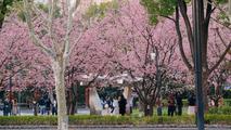 Magnolias, plum and cherry bloom in Jing'an