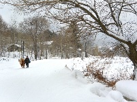 嬉雪赏冰八里坡