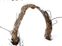 嬉雪赏冰八里坡