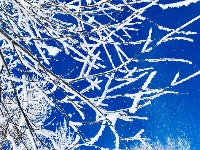 吉林：玉树琼花美如画