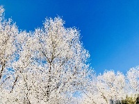 吉林：玉树琼花美如画