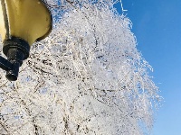 吉林：玉树琼花美如画