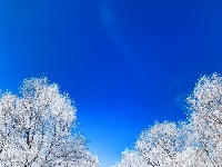 吉林：玉树琼花美如画