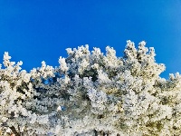 吉林：玉树琼花美如画