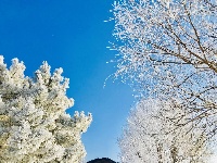 吉林：玉树琼花美如画