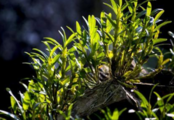 SW. China's Guizhou promotes development of dendrobium industry 