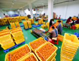 China's online retail sales up 7.3 pct in H1