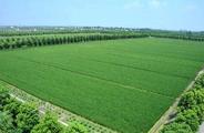 China's agriculture ministry, Exim Bank extend partnership to promote int'l co-op in agriculture  