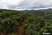 E-commerce platforms help boost China's agricultural product trade during harvest season