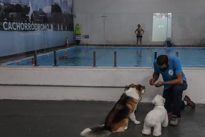 拉美最大室内犬类公园在巴西圣保罗开业