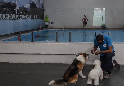 拉美最大室内犬类公园在巴西圣保罗开业