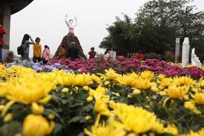 重庆第24届菊花艺术展将在巴南启幕