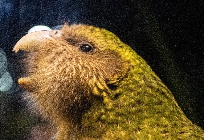 鸮鹦鹉被评为新西兰2020年“年度鸟类”