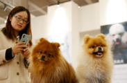 Scale of China's pet industry projected to hit RMB 295.3 bln in 2020